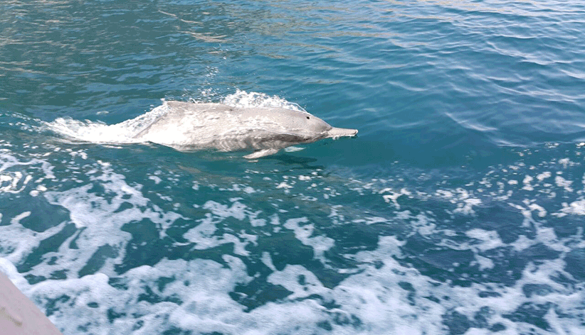 Un weekend à Khasab